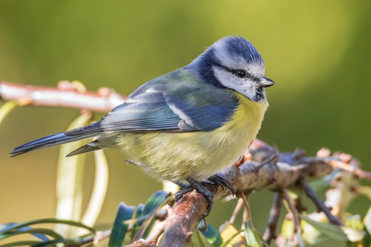 Eurasian Blue Tit - ML643443296