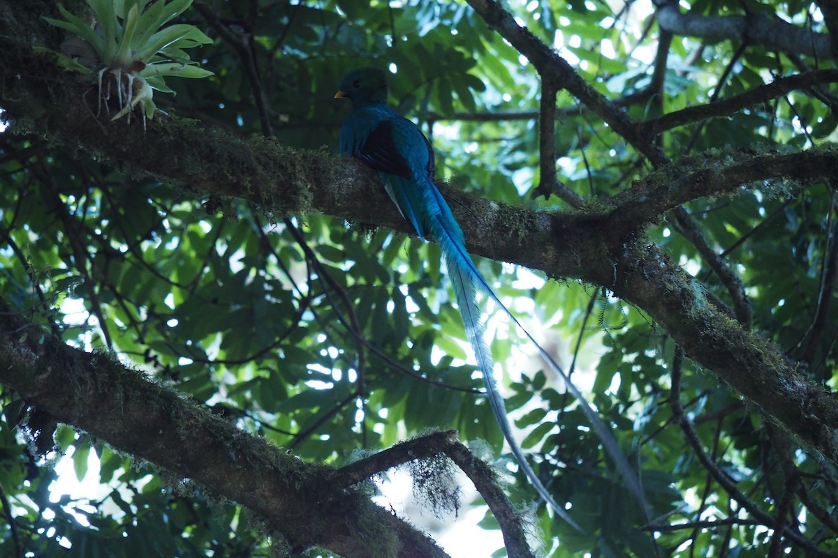 Resplendent Quetzal - ML643443302