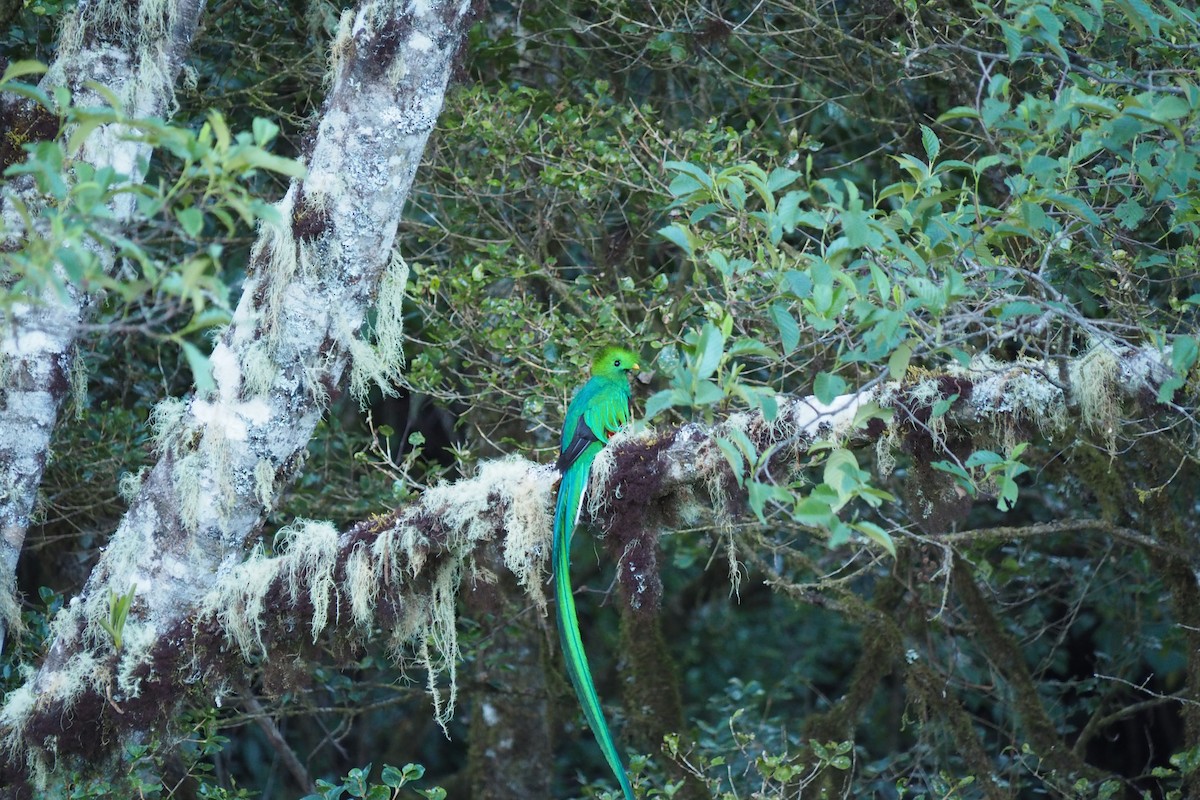 Resplendent Quetzal - ML643443303