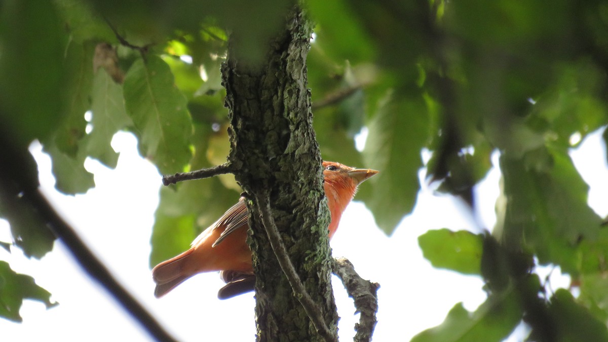 Summer Tanager - ML643443305