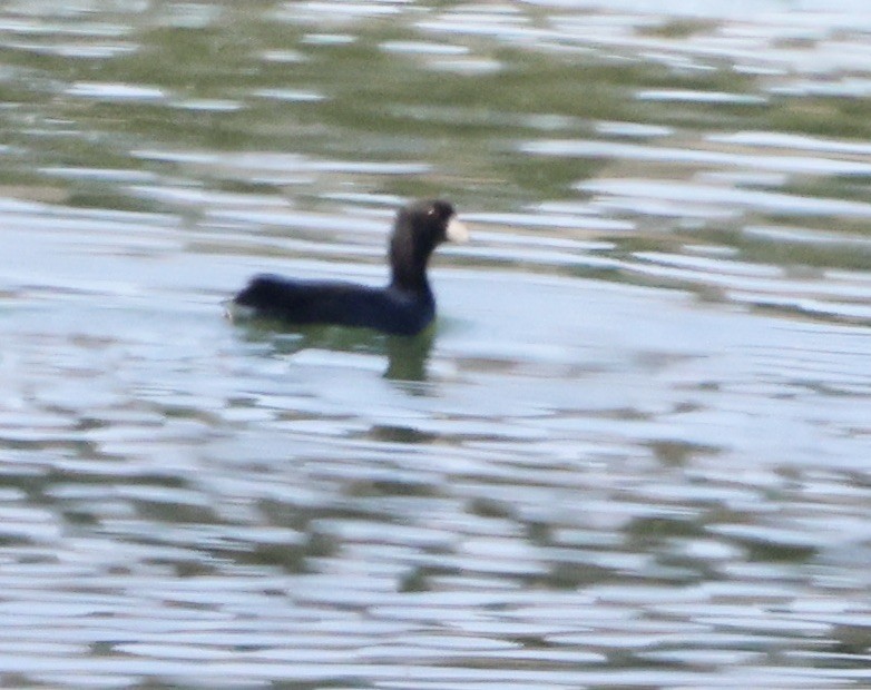 American Coot - ML643443312