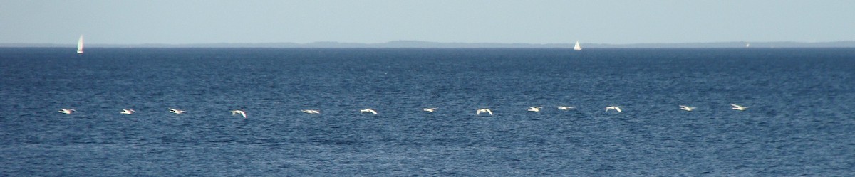 Mute Swan - ML643443313