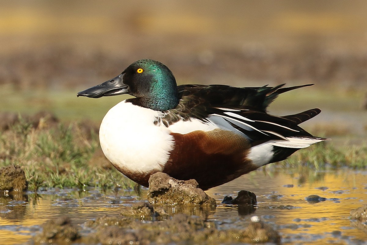 Northern Shoveler - ML643443315