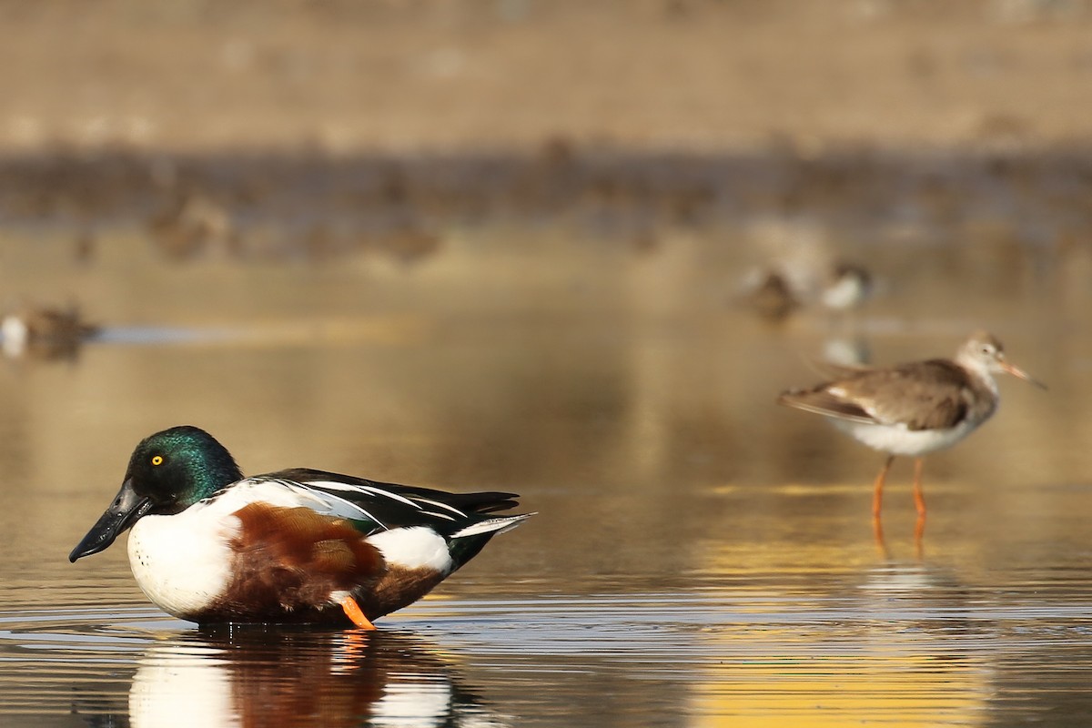 Northern Shoveler - ML643443317