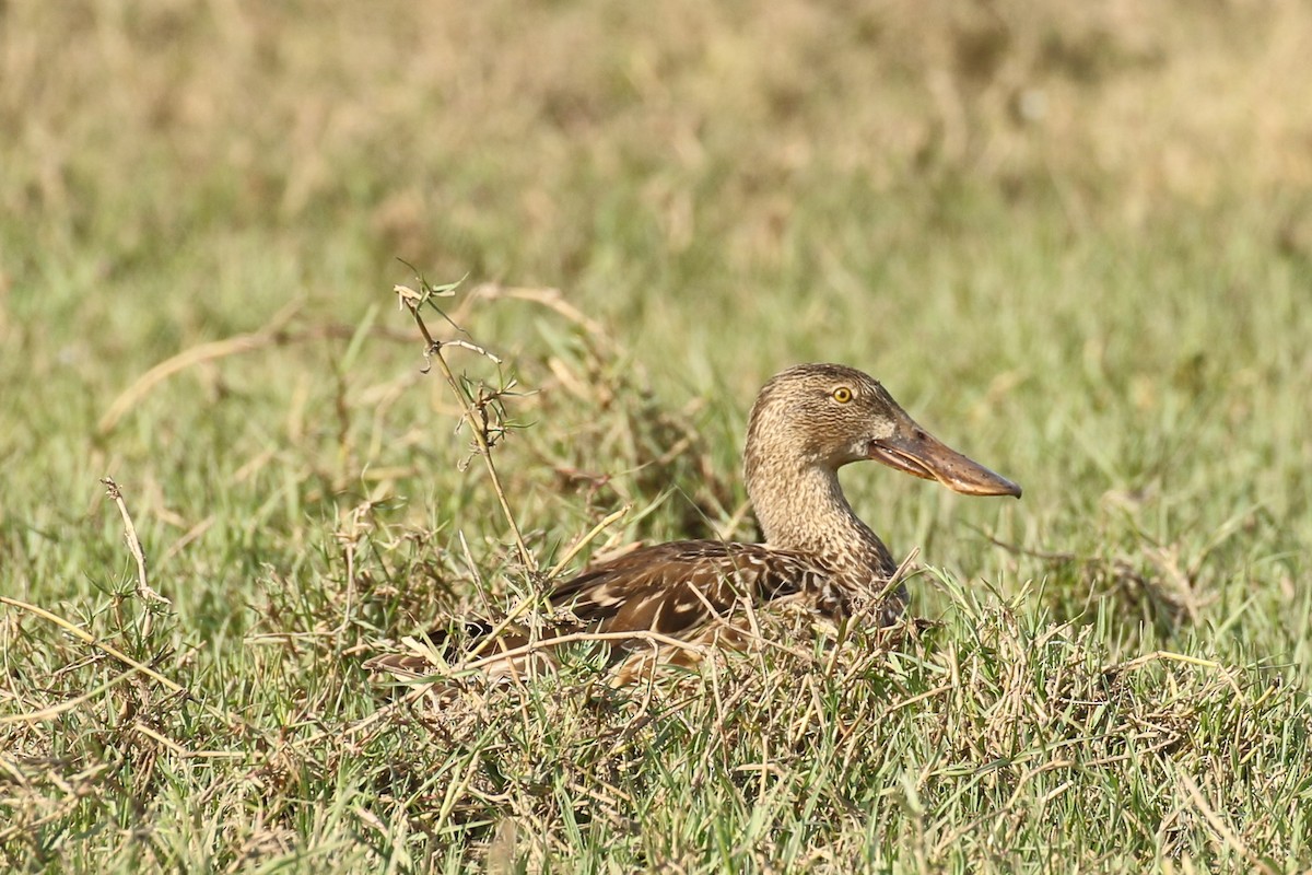 Northern Shoveler - ML643443318