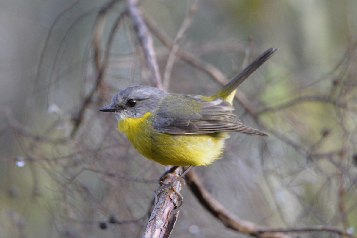 Eastern Yellow Robin - ML643443320