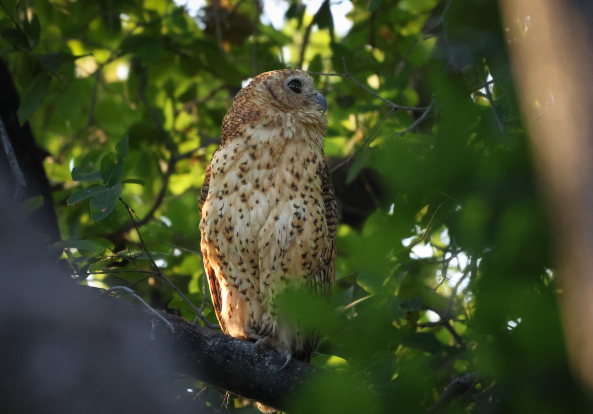 Pel's Fishing-Owl - ML643443322