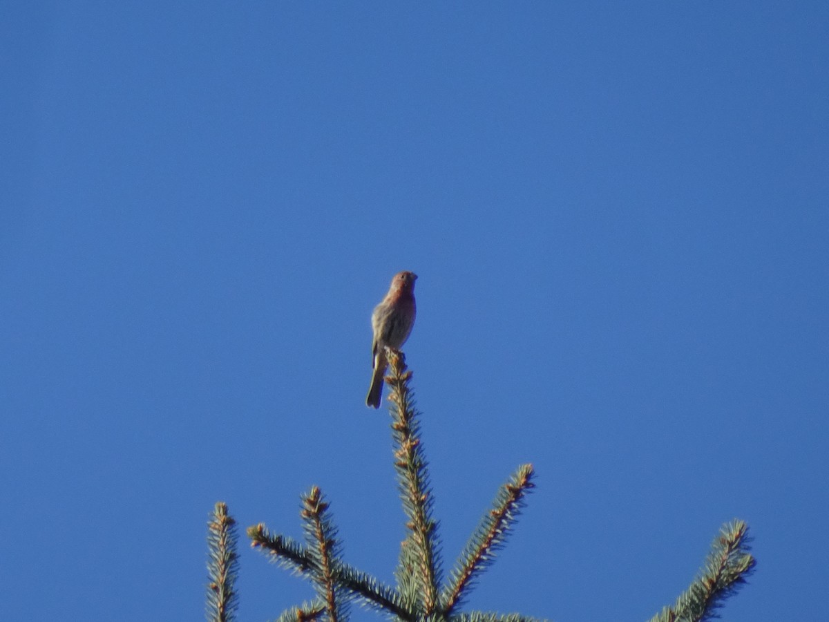 House Finch - ML643443323