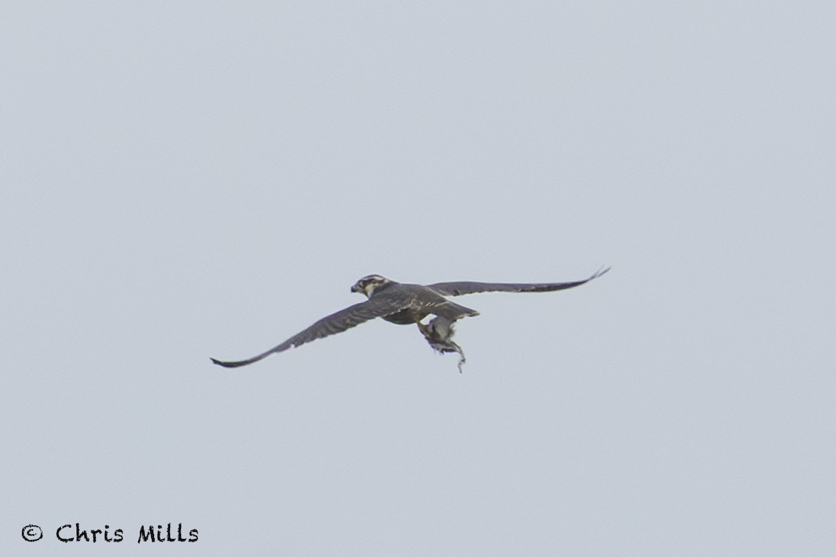 Peregrine Falcon - ML643443324
