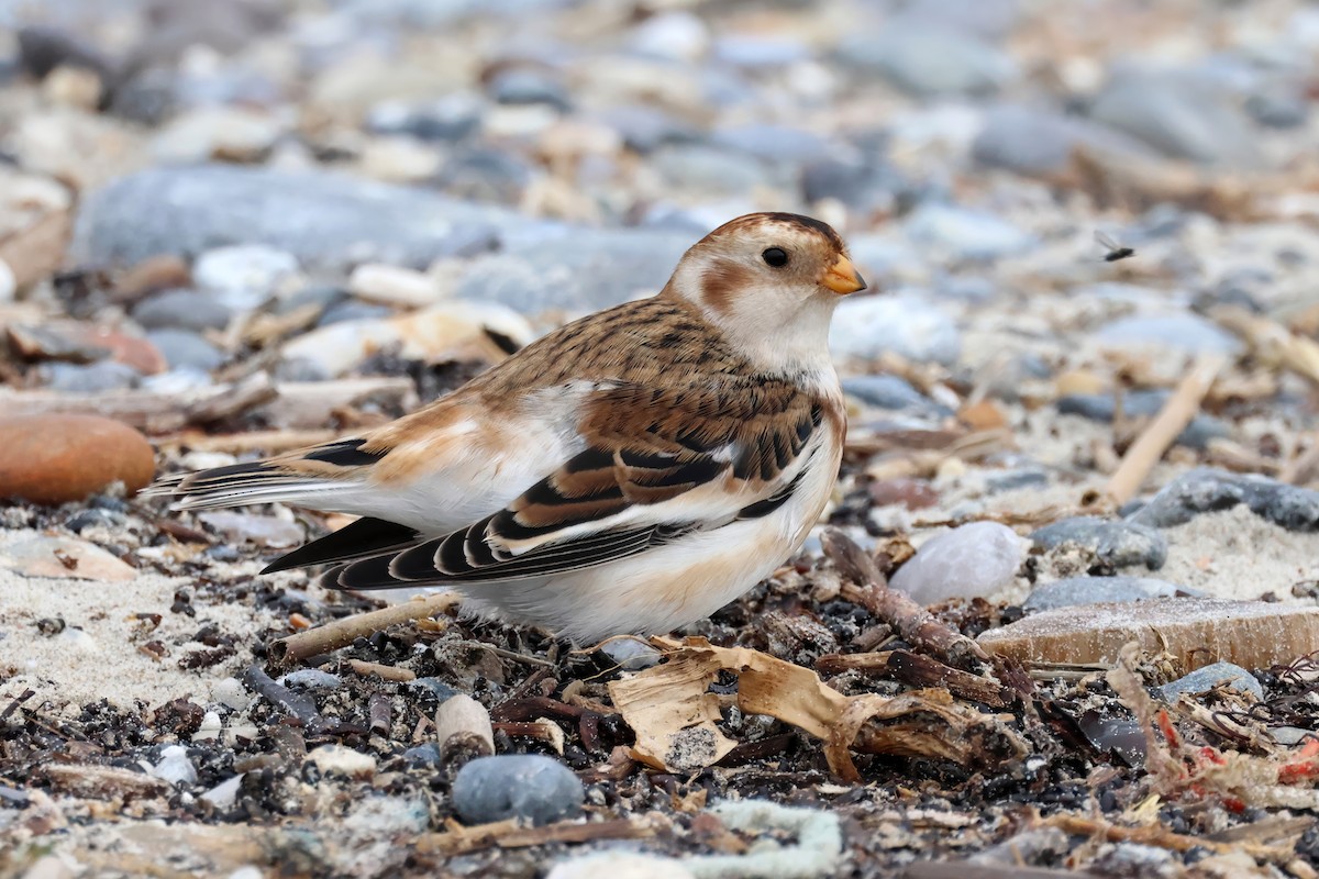 Snow Bunting - ML643443325
