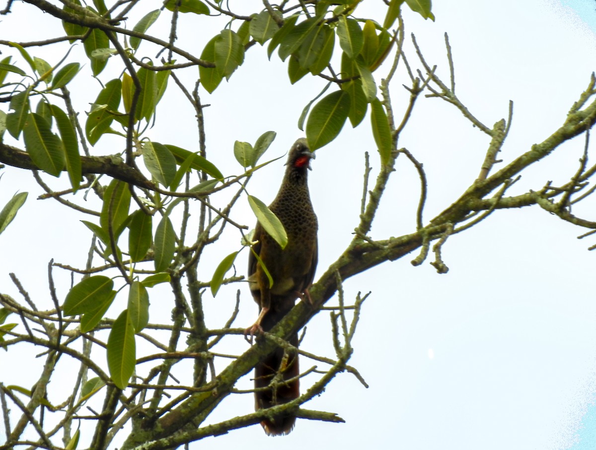 Colombian Chachalaca - ML643443326