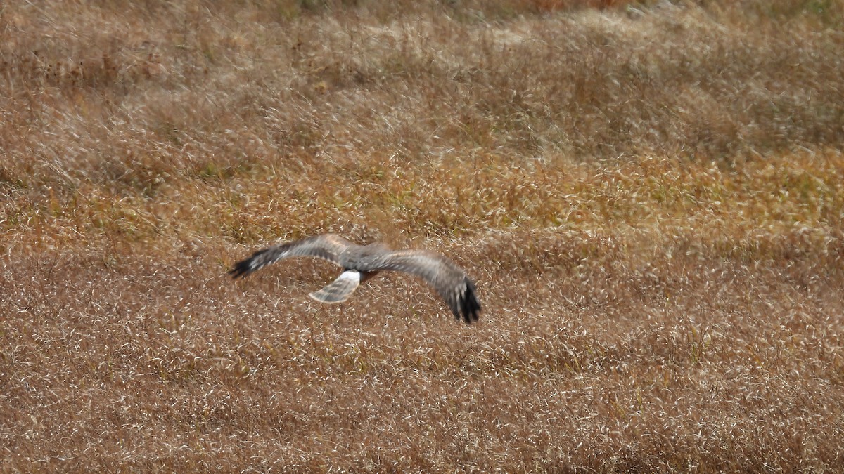 Northern Harrier - ML643443327