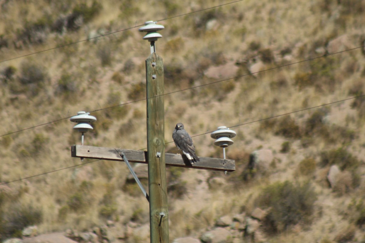 Variable Hawk - ML643443328