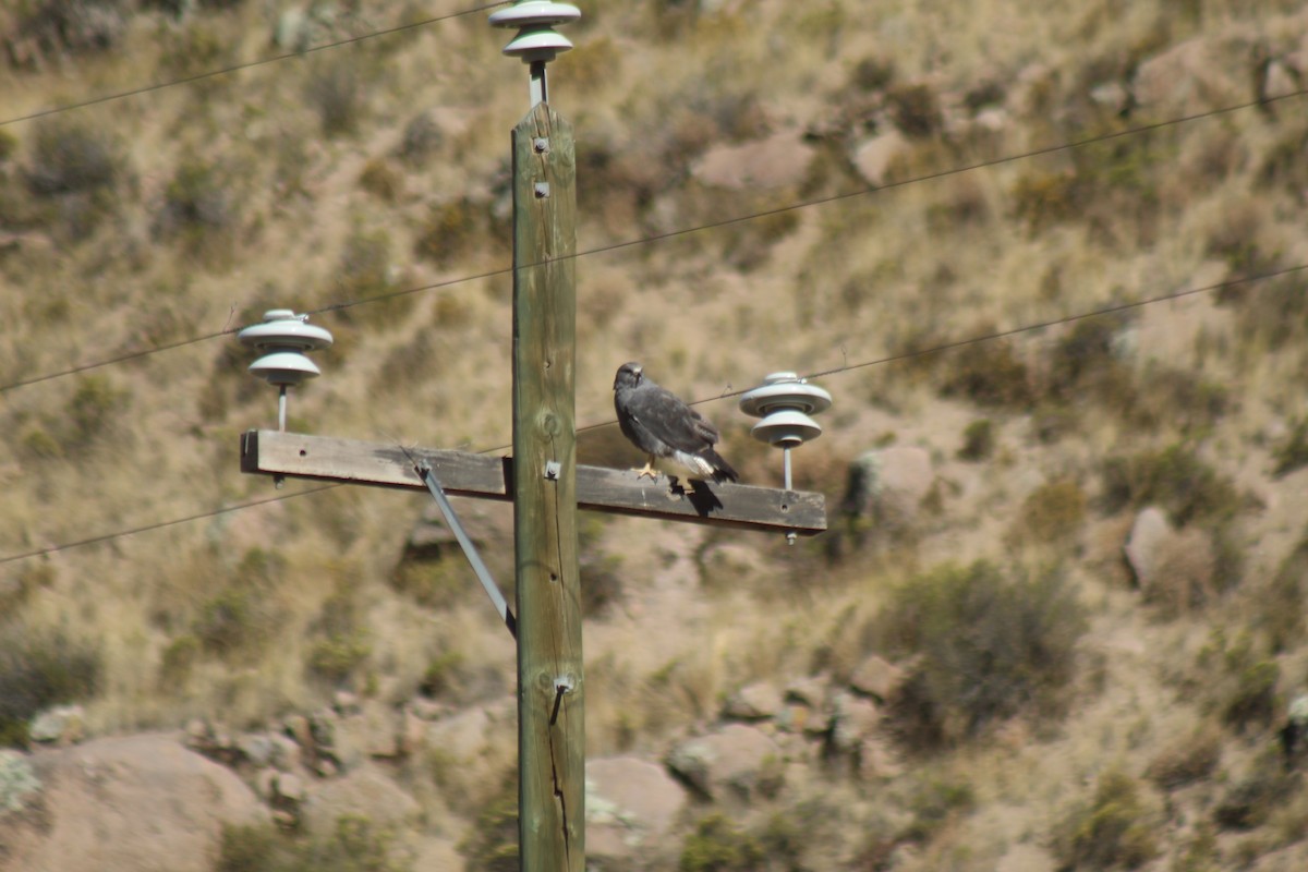Variable Hawk - ML643443330