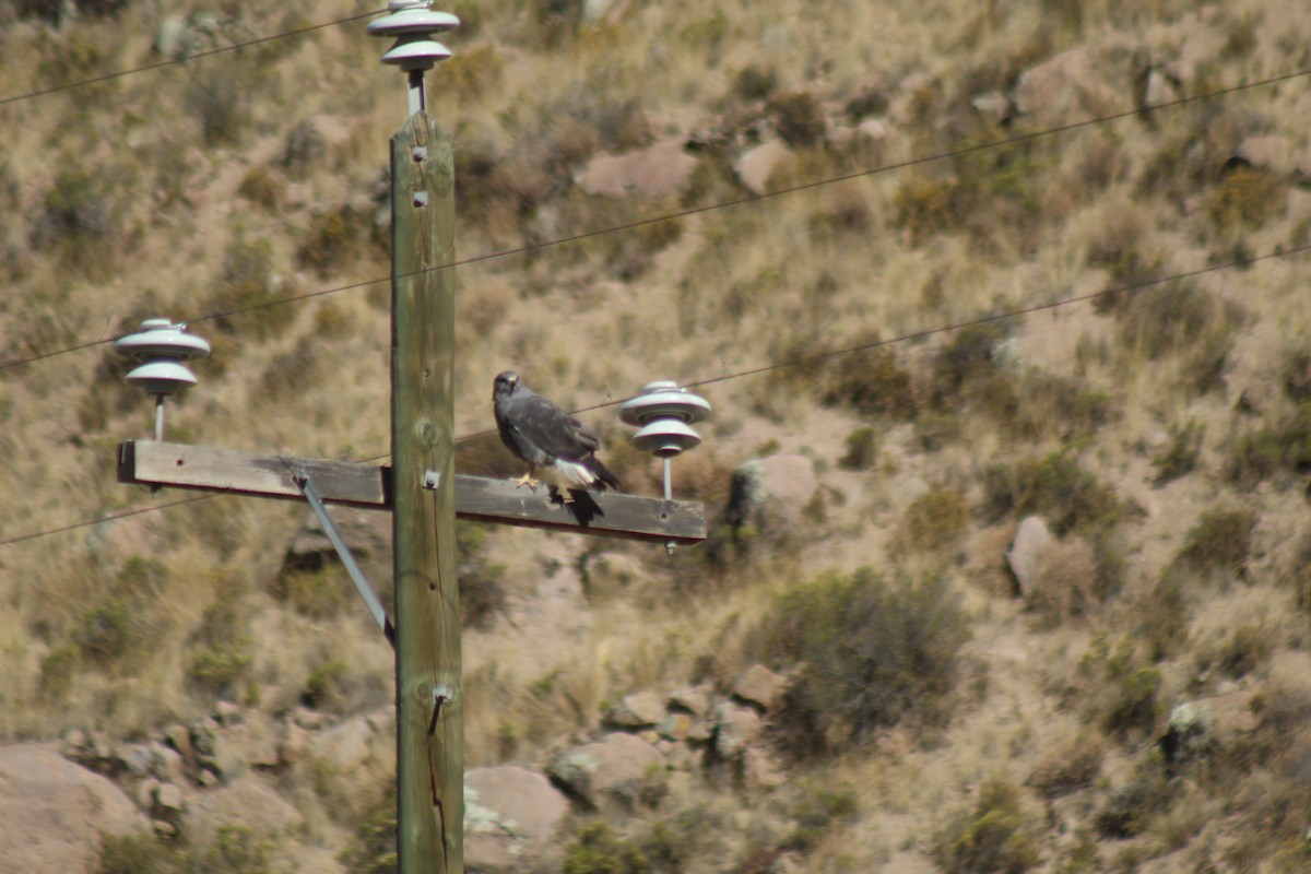 Variable Hawk - ML643443331