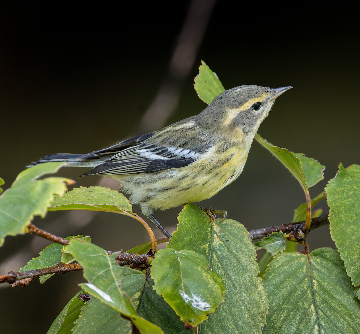 Blackburnian Warbler - ML643443332