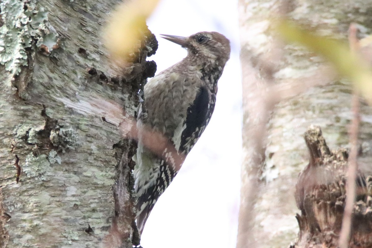 Yellow-bellied Sapsucker - ML643443333