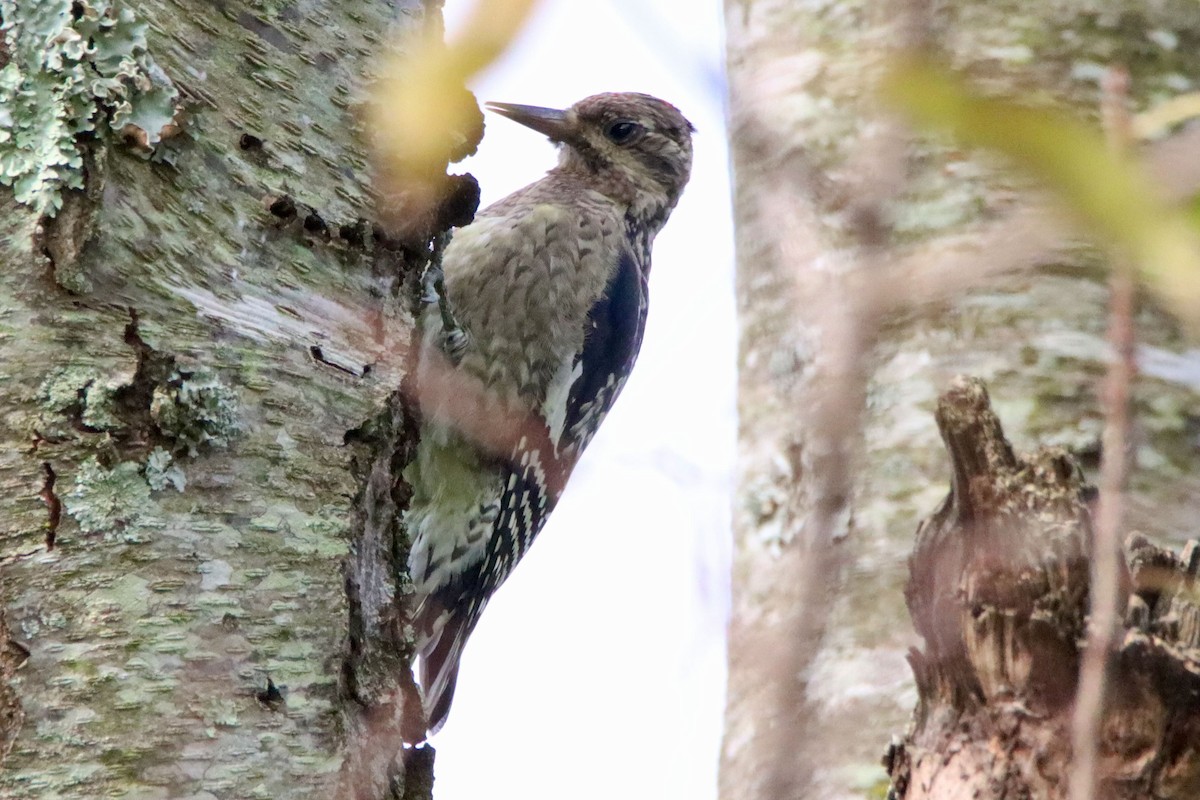 Yellow-bellied Sapsucker - ML643443334