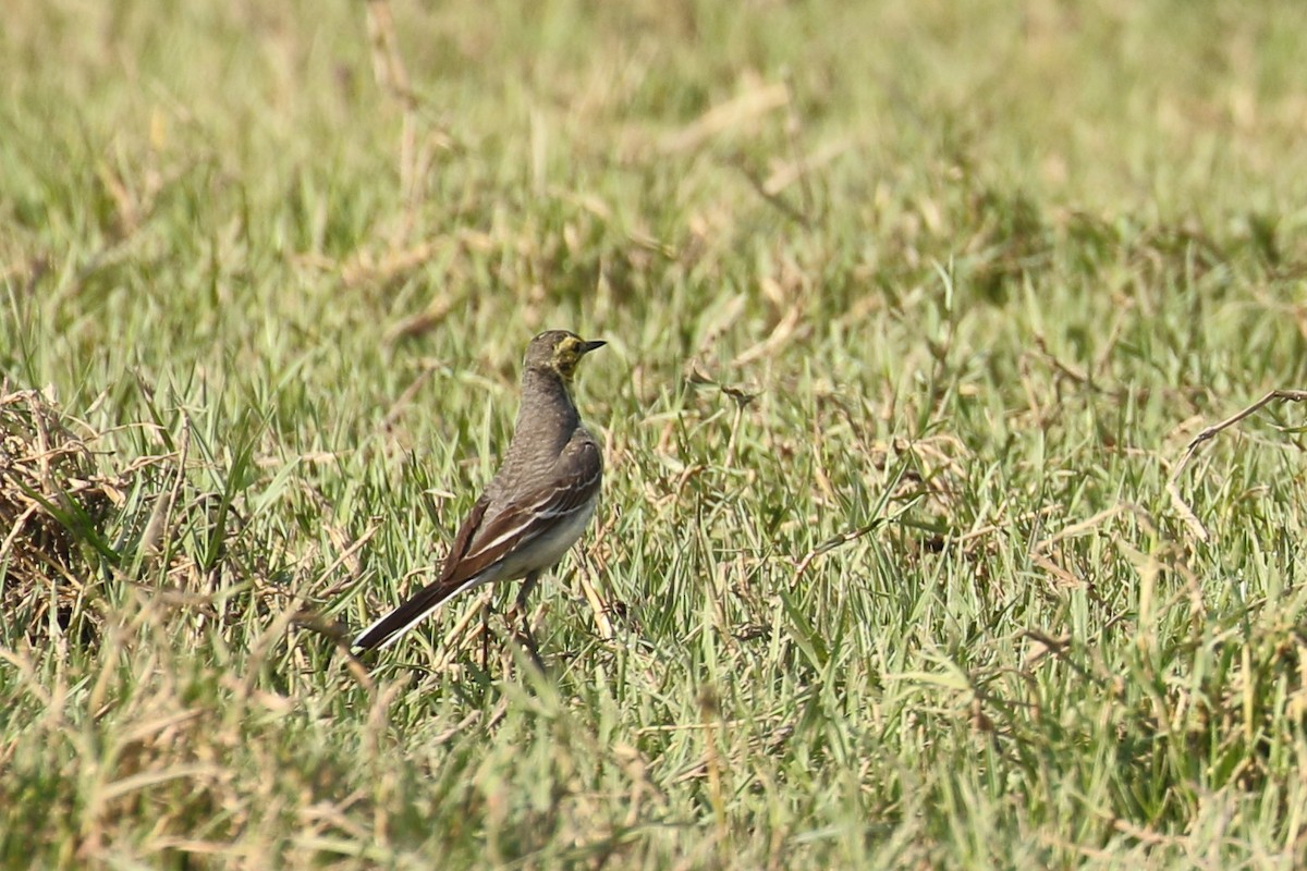 Western Yellow Wagtail - ML643443336