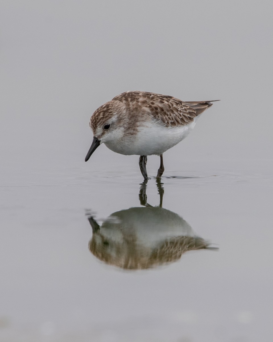 Semipalmated Sandpiper - ML643443338