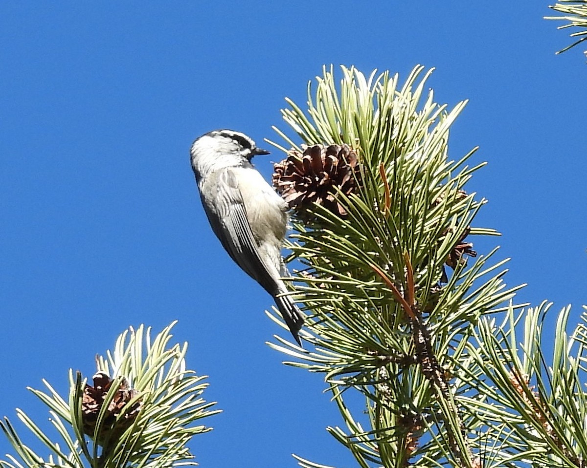 Mountain Chickadee - ML643443341