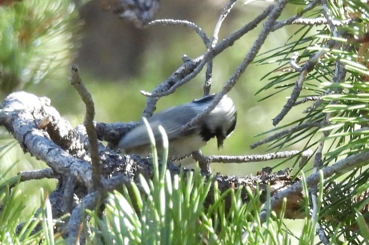 Mountain Chickadee - ML643443342
