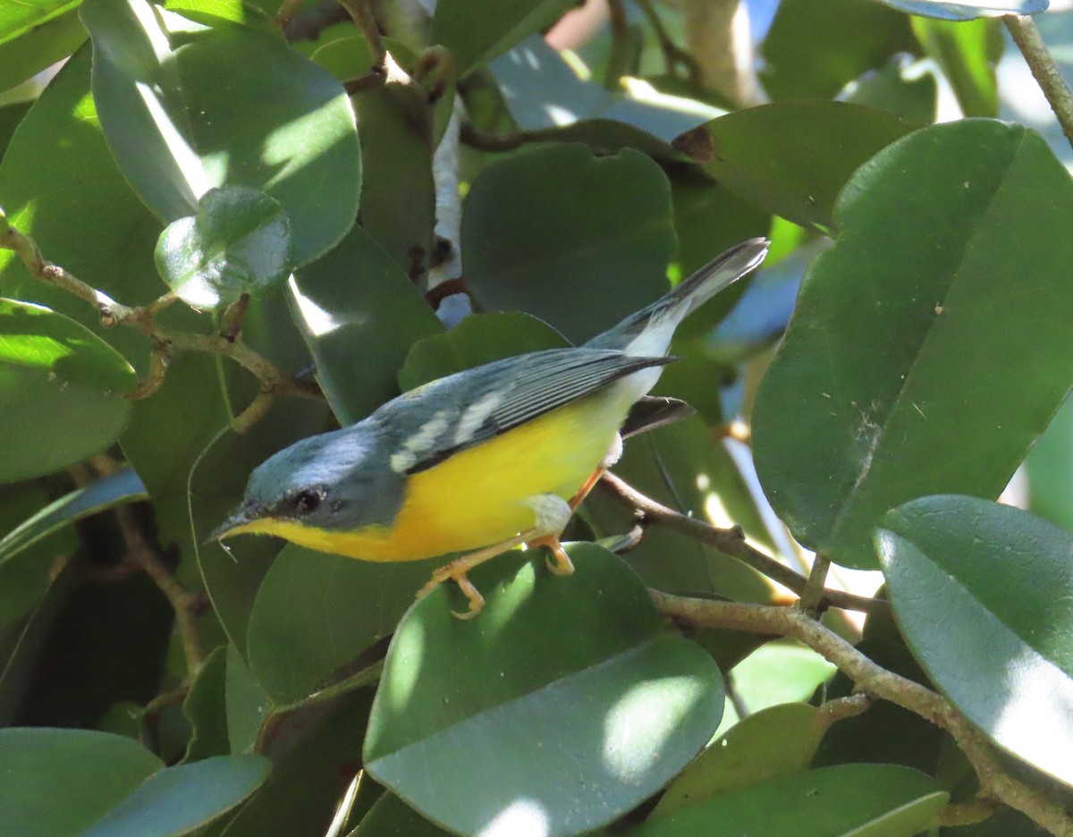 Tropical Parula - ML643443343