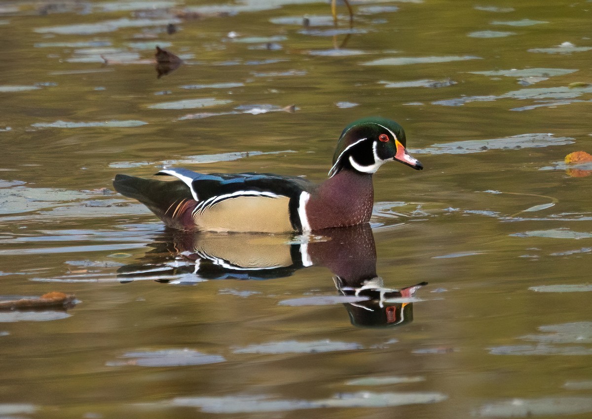 Wood Duck - ML643443344