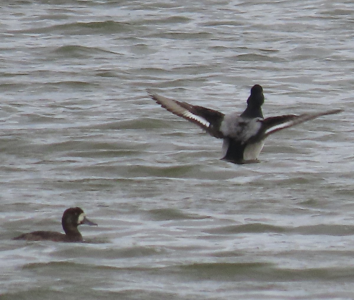 Greater Scaup - ML643443345