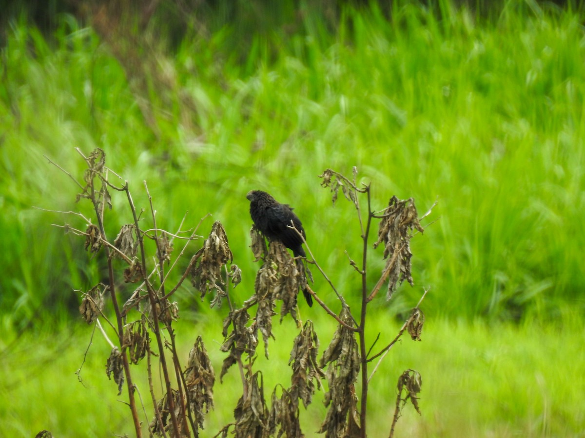 Smooth-billed Ani - ML643443348