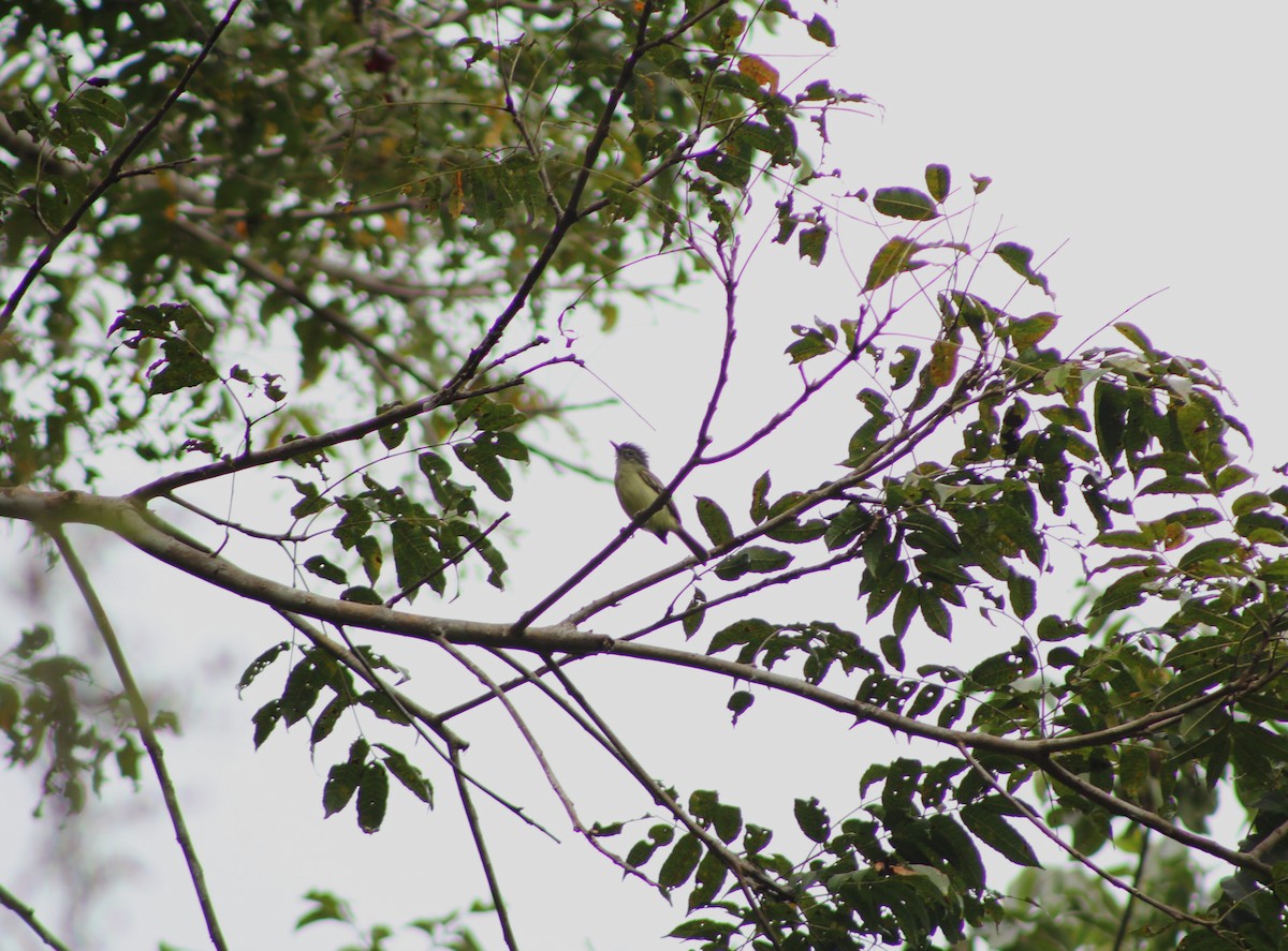 Gray-crowned Flatbill - ML643443351