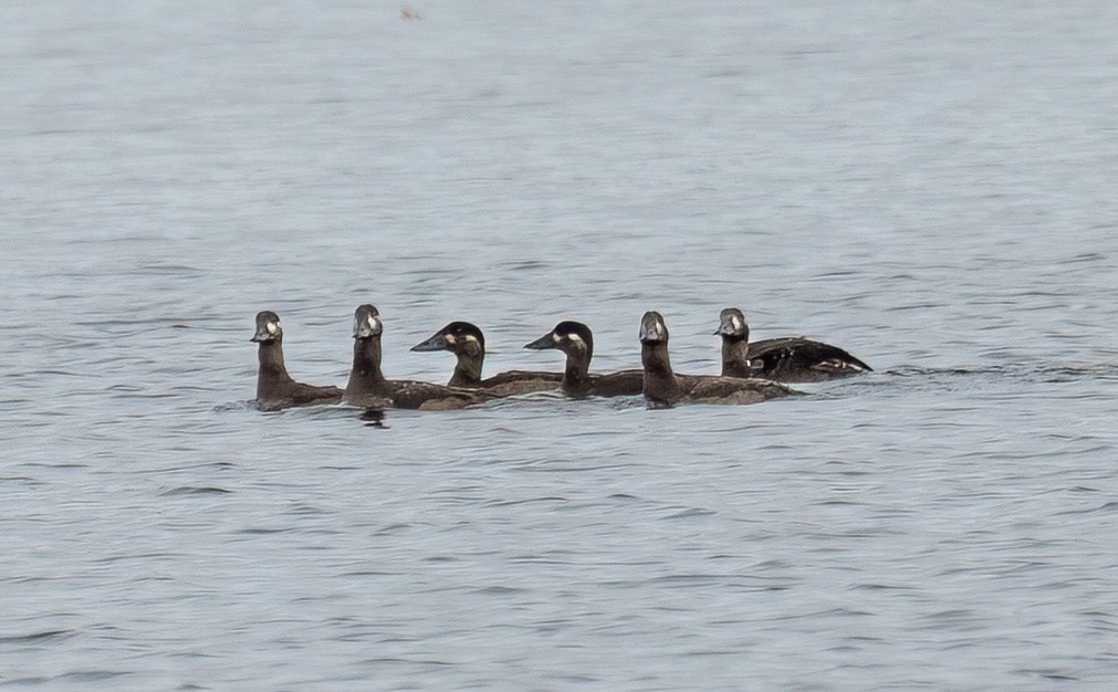 Surf Scoter - ML643443352