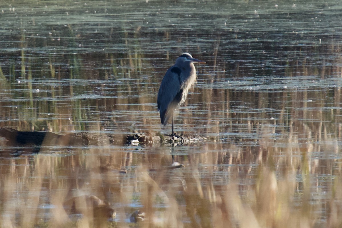 Great Blue Heron - ML643443365
