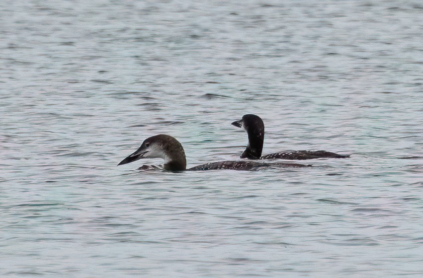 Common Loon - ML643443366