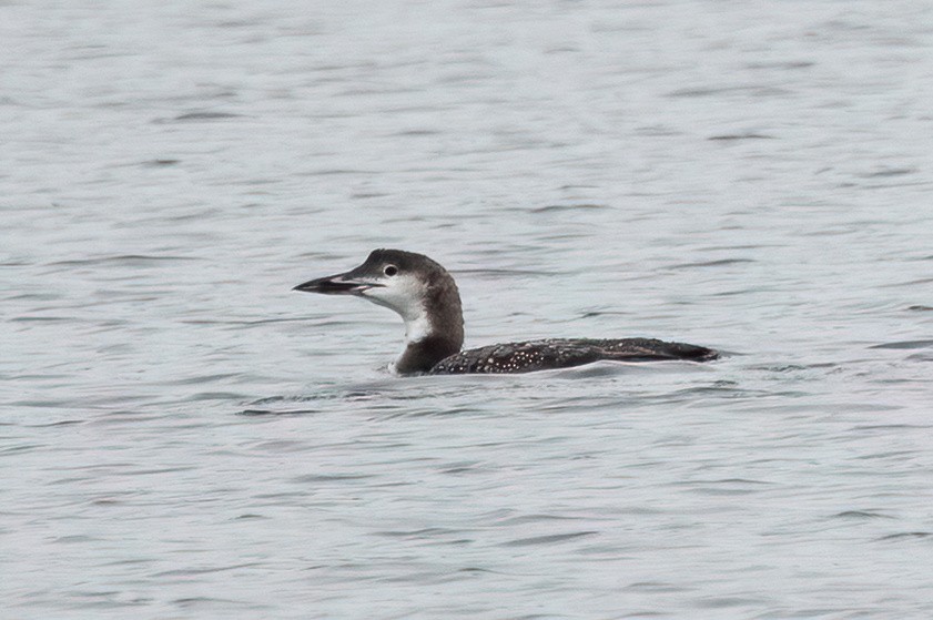 Common Loon - ML643443367