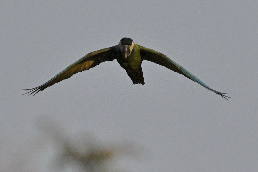 Yellow-collared Macaw - ML643443368