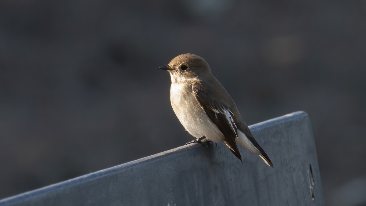 European Pied Flycatcher - ML643443370