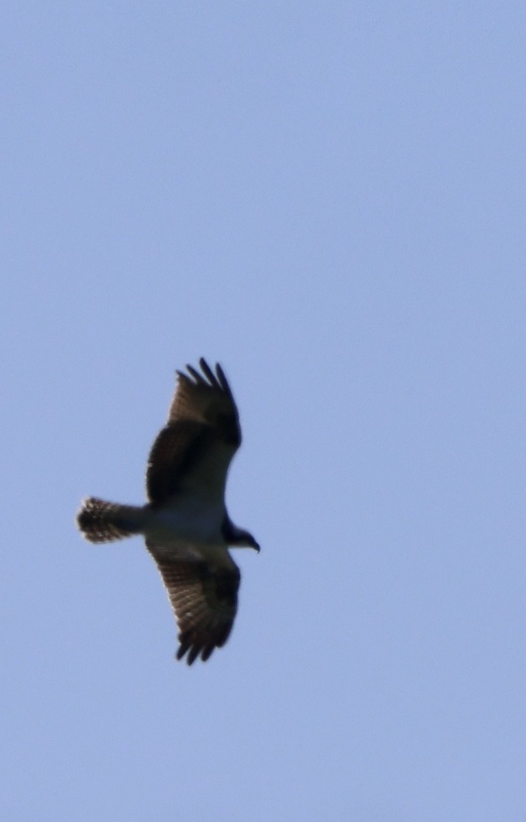 Osprey - ML643443378