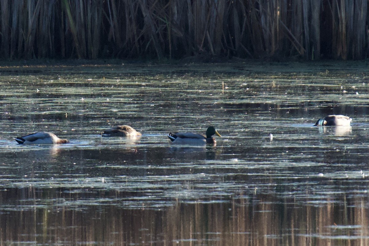 Mallard - ML643443388