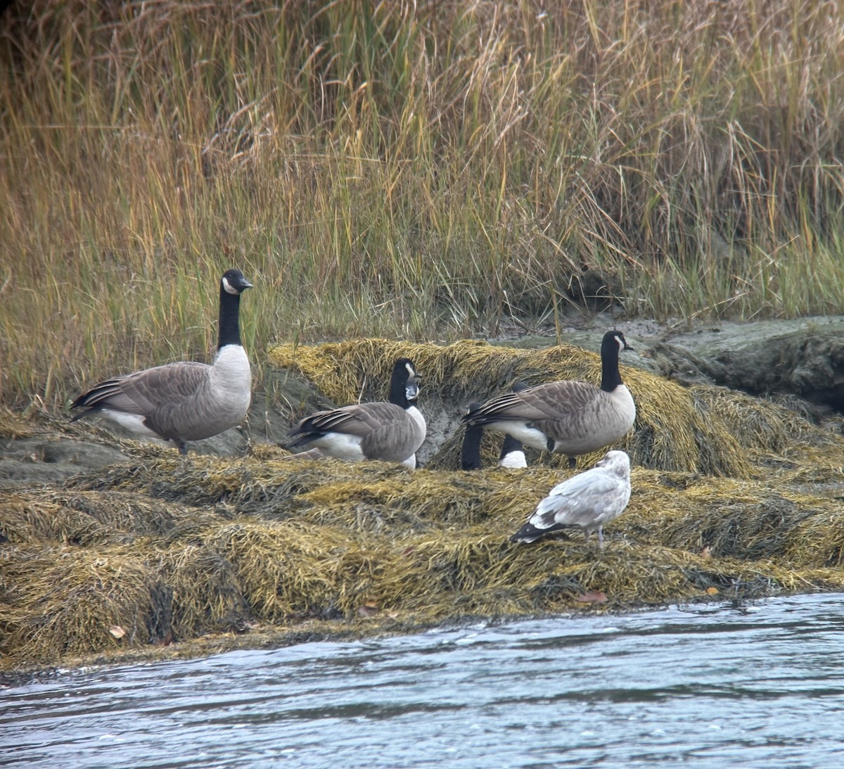 Canada Goose - ML643443390