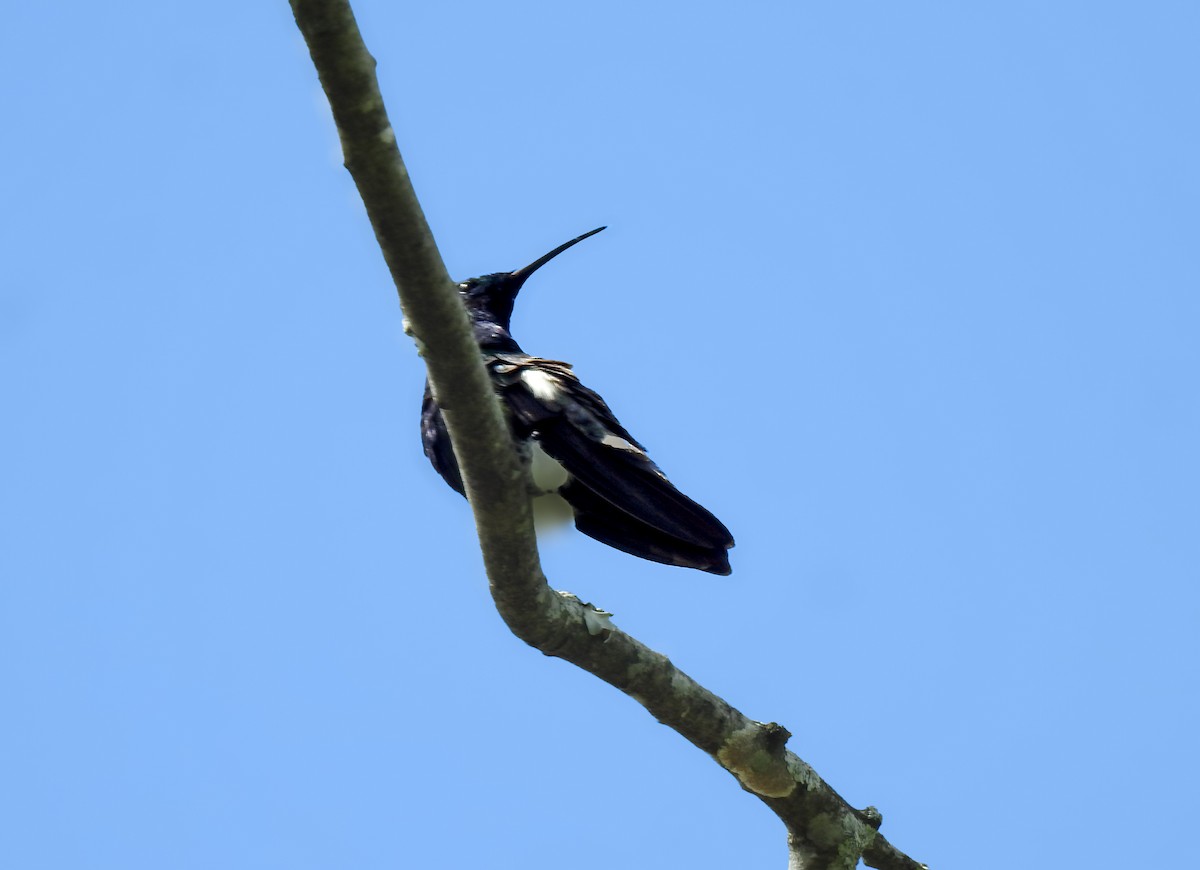 Black-throated Mango - ML643443391