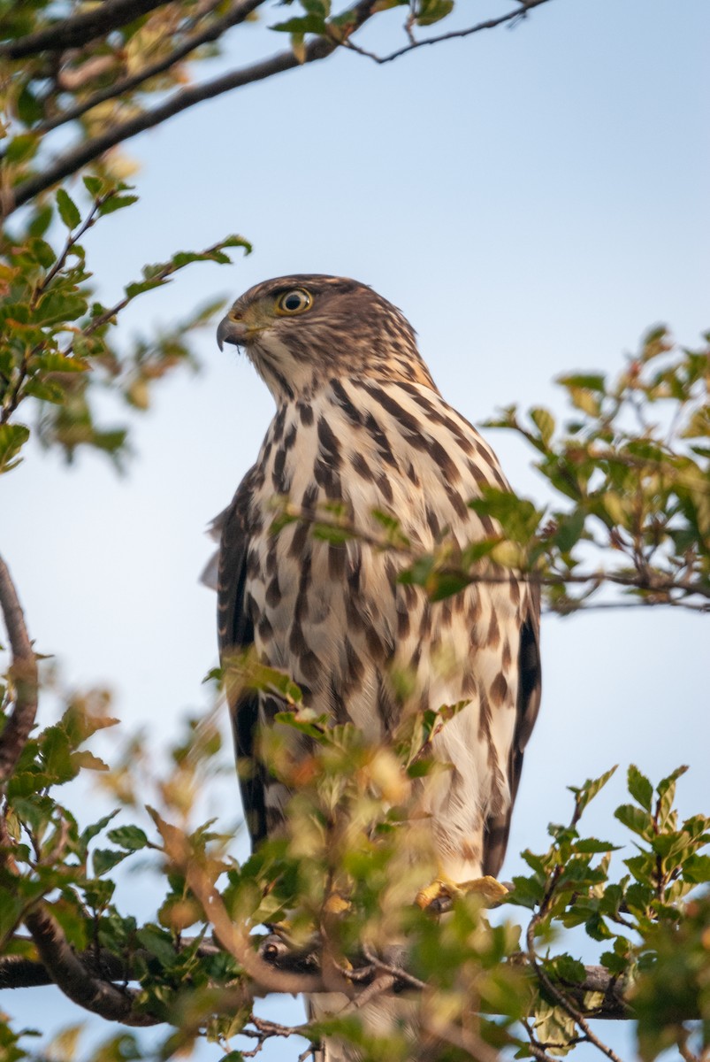 Chilean Hawk - ML643443394