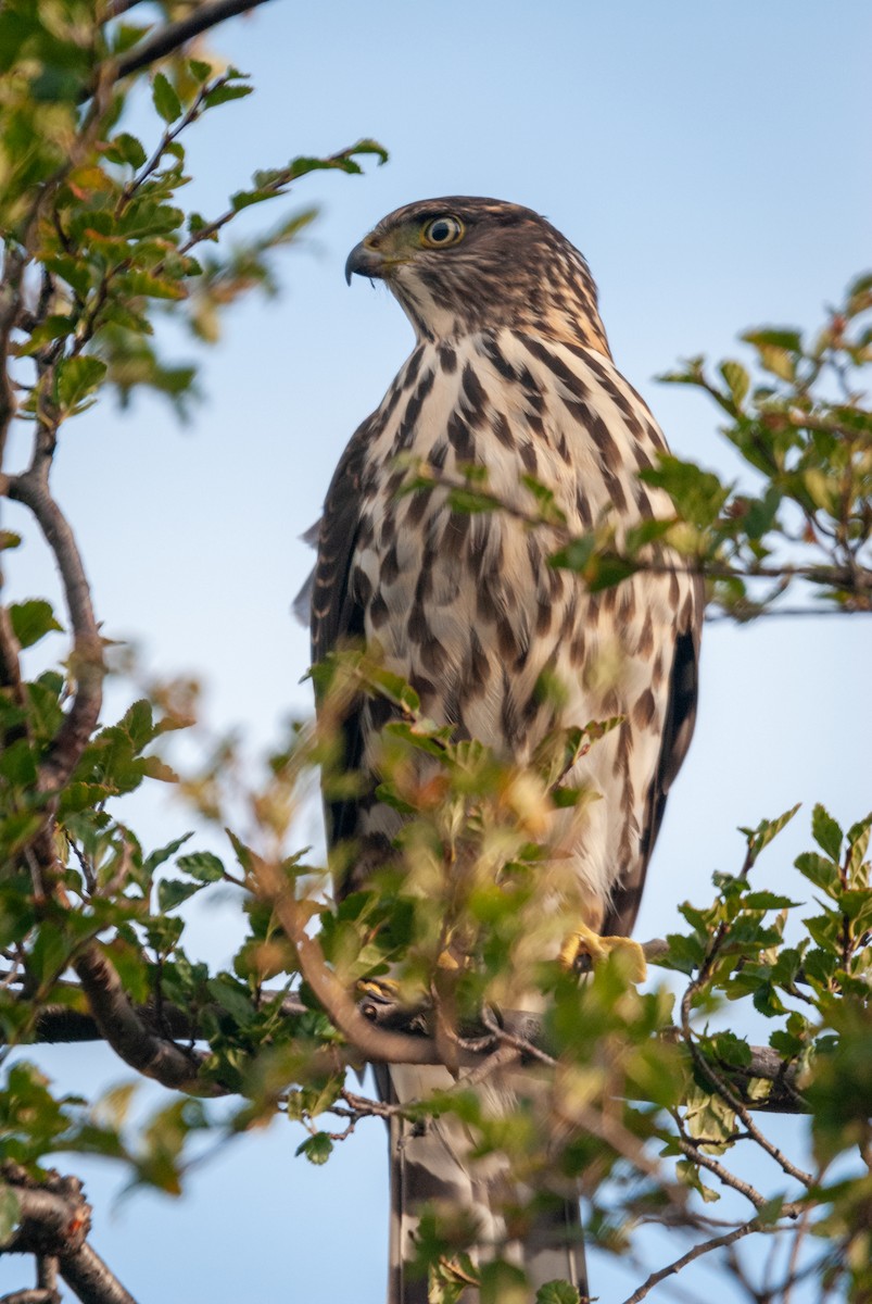 Chilean Hawk - ML643443395