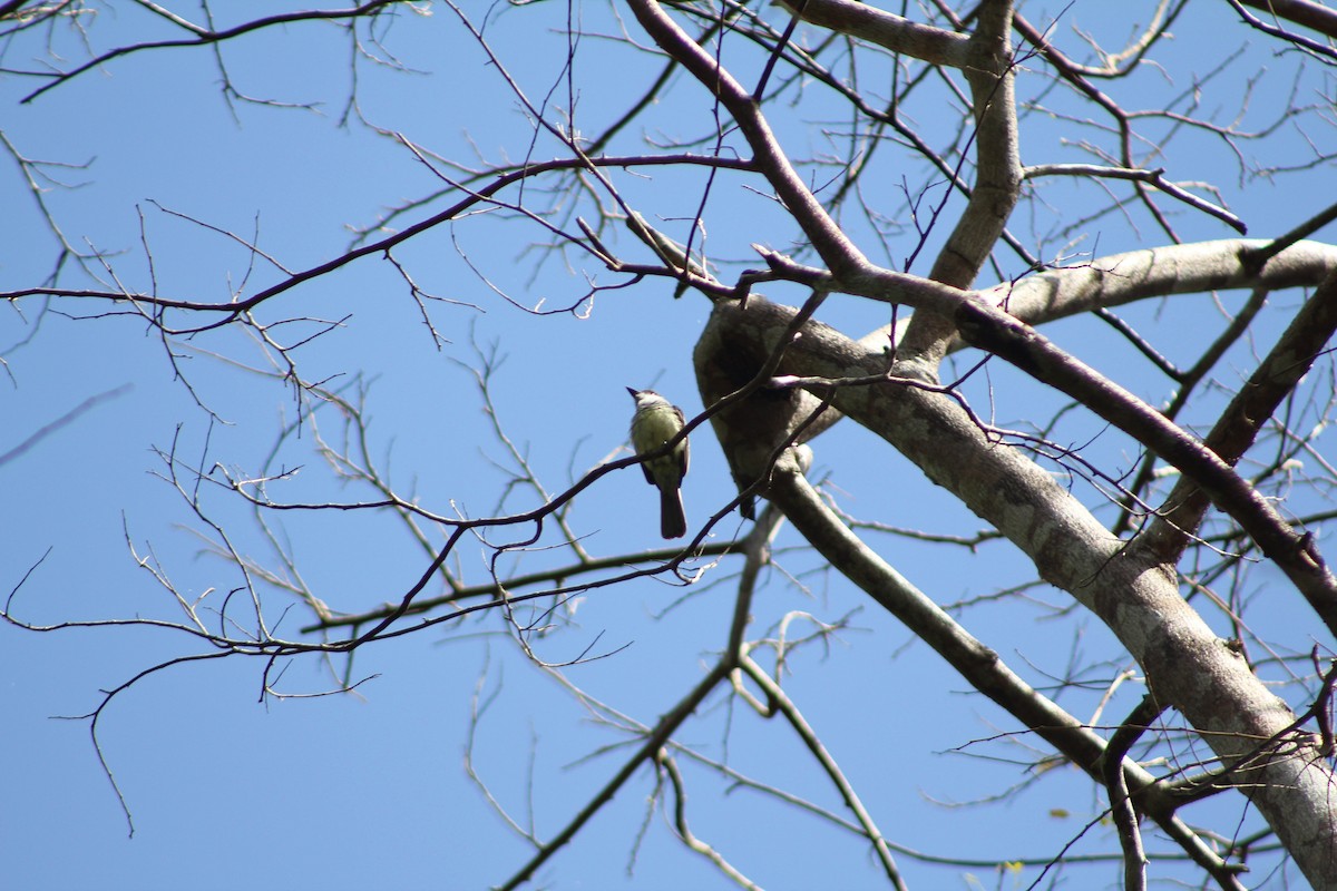Tropical Kingbird (South American) - ML643443396