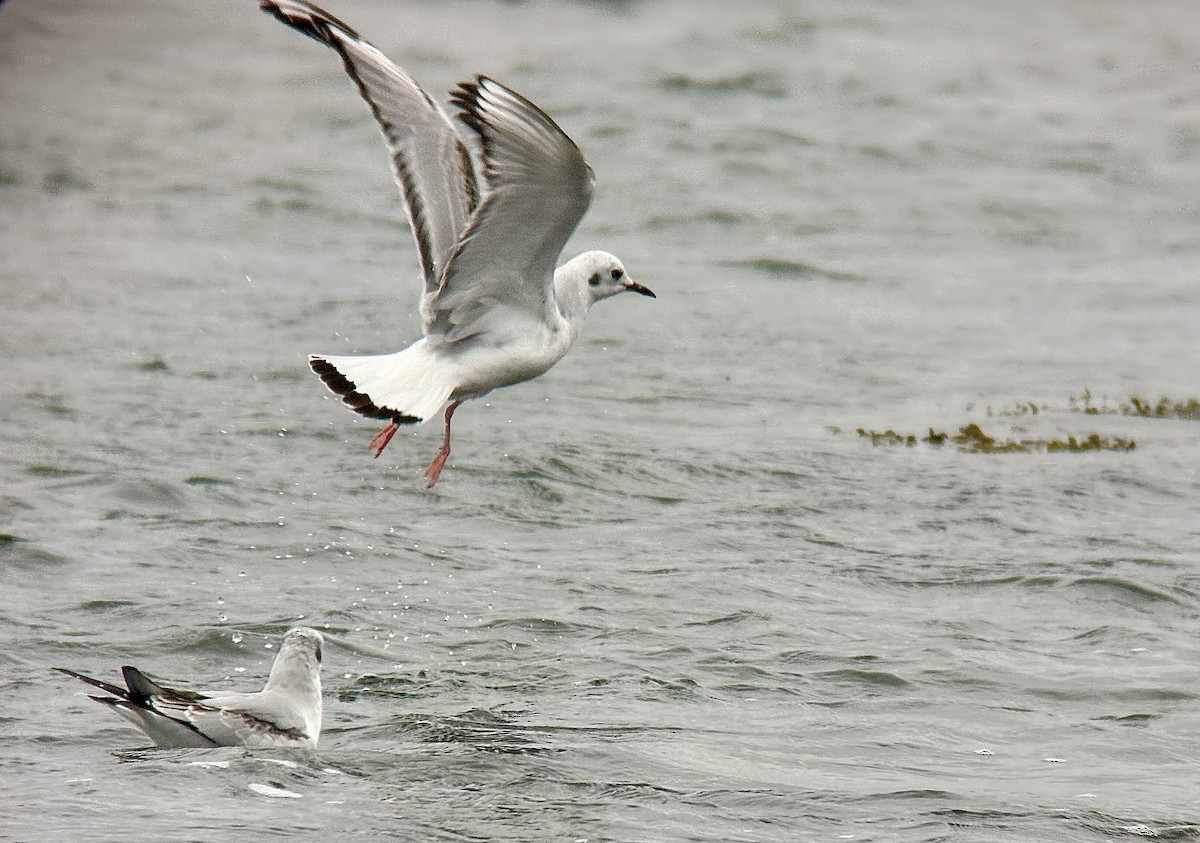 Bonaparte's Gull - ML643443403