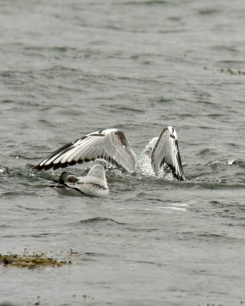 Bonaparte's Gull - ML643443404
