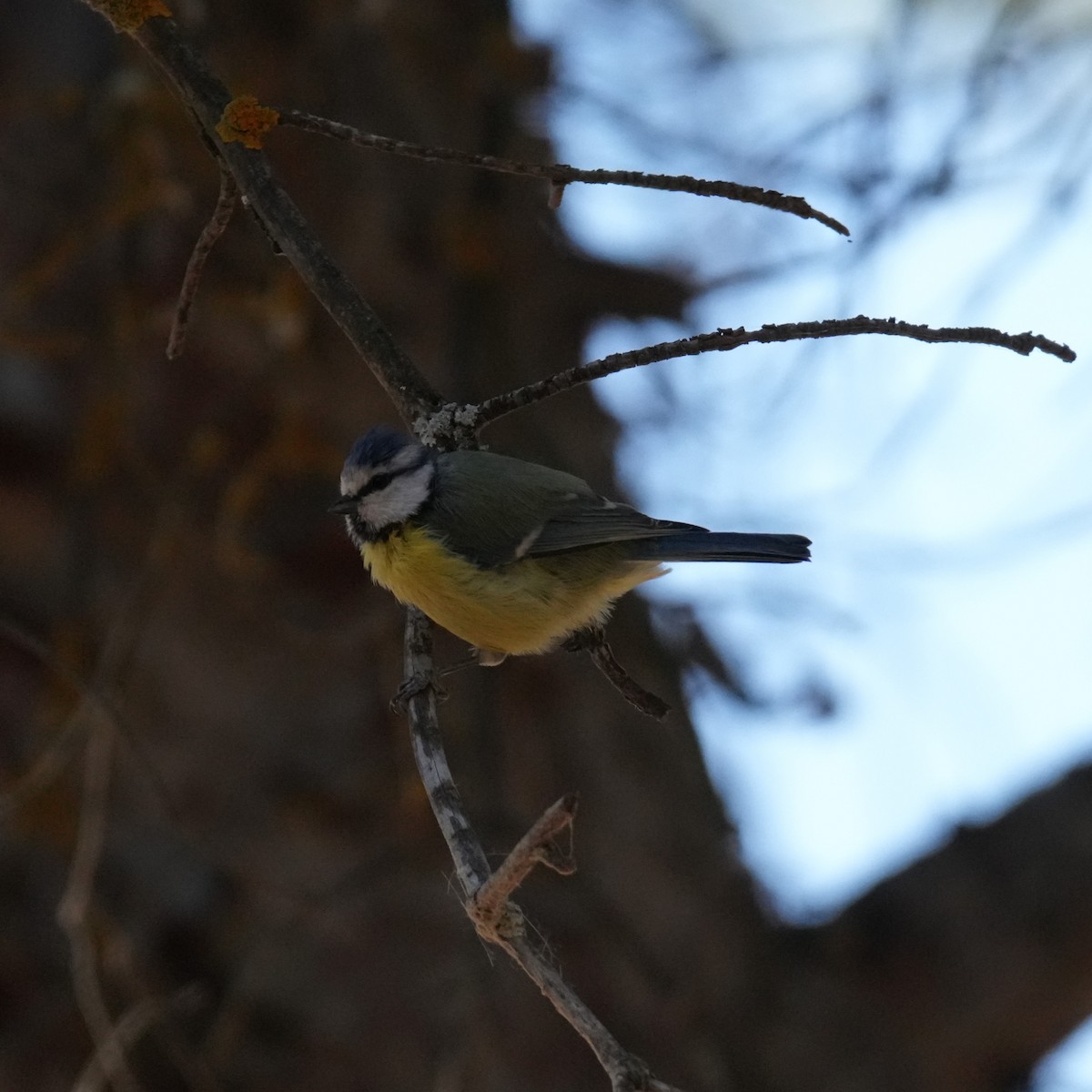 Eurasian Blue Tit - ML643443406
