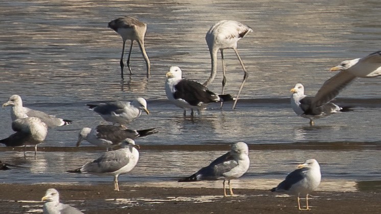 Great Black-backed Gull - ML643443407
