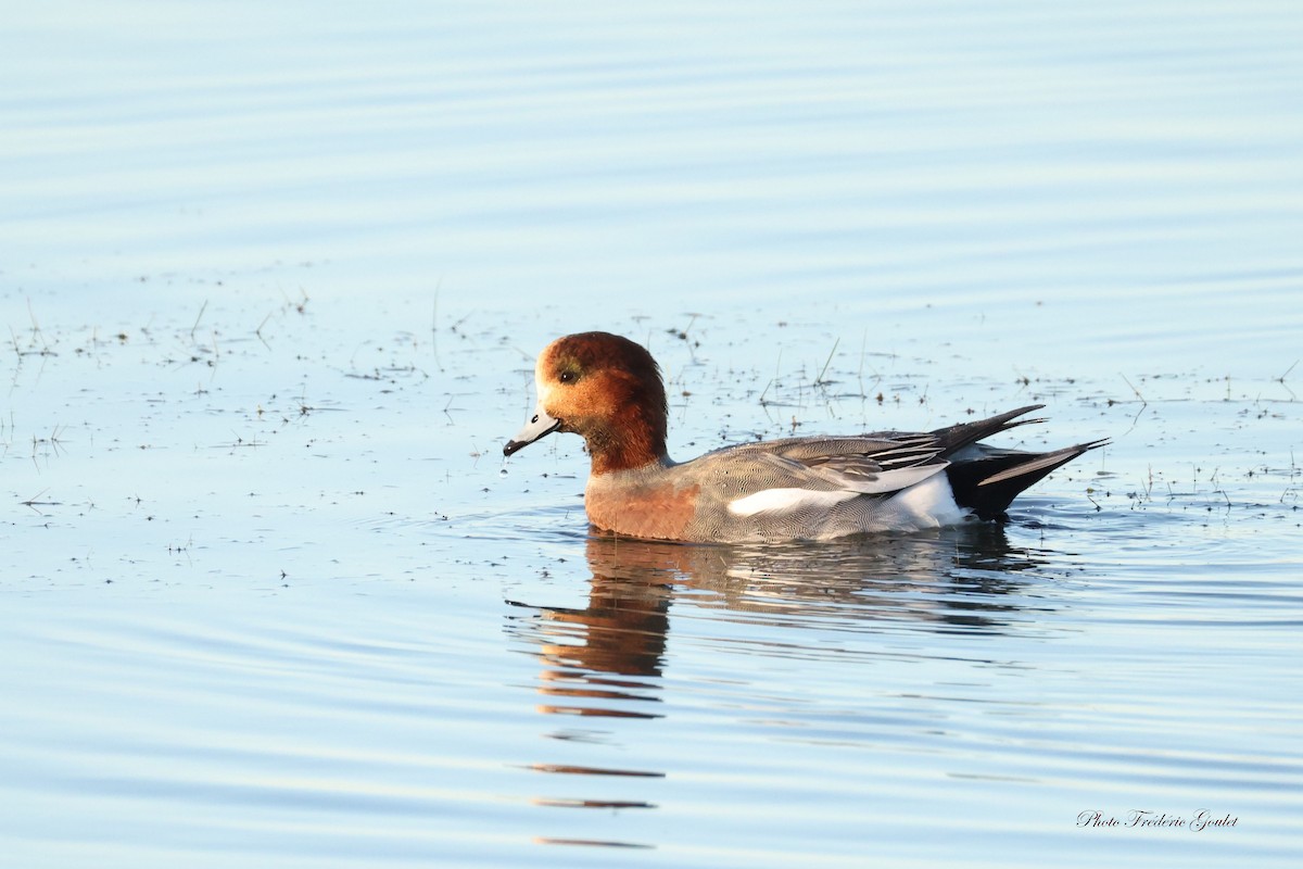 Eurasian Wigeon - ML643443412