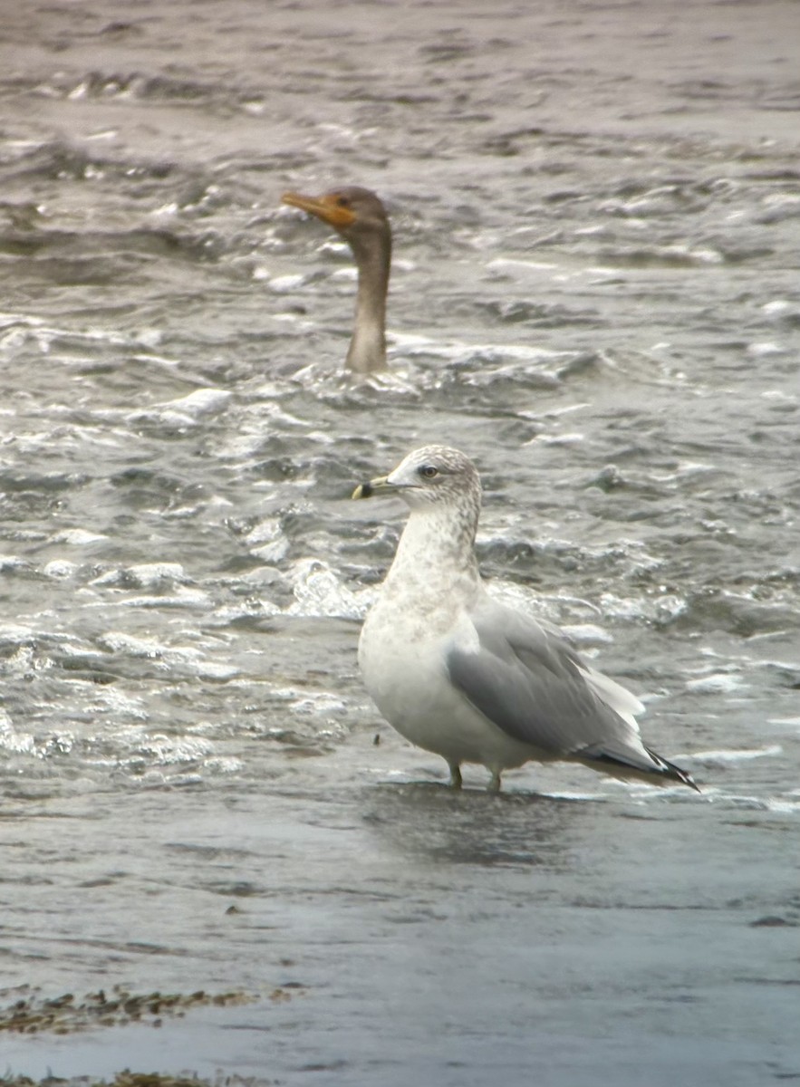 Ring-billed Gull - ML643443416